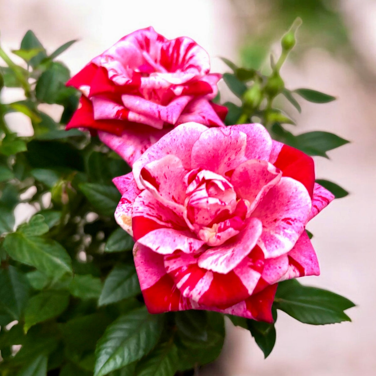 Trandafiri parfumati Rosa ‘Ganna’ - 3-4 plante/ghiveci, pentru gradina, terasa sau balcon