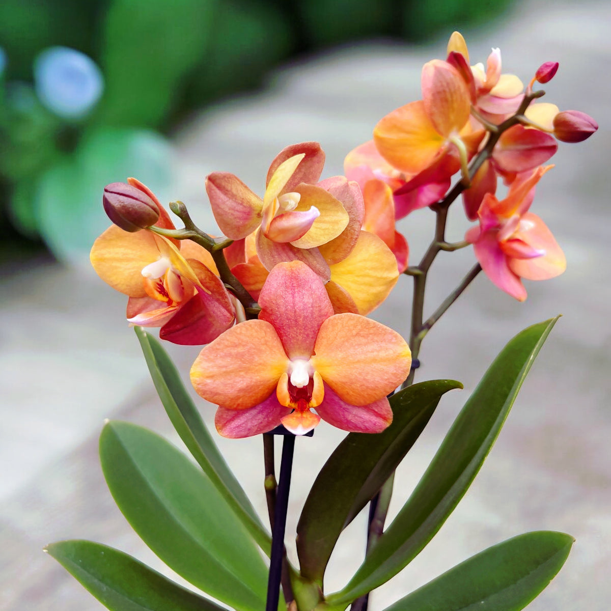 Phalaenopsis Macau