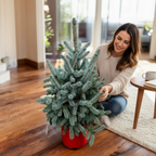 Brad argintiu in ghiveci XL - Picea pungens 'Super Blue' H80-85 cm