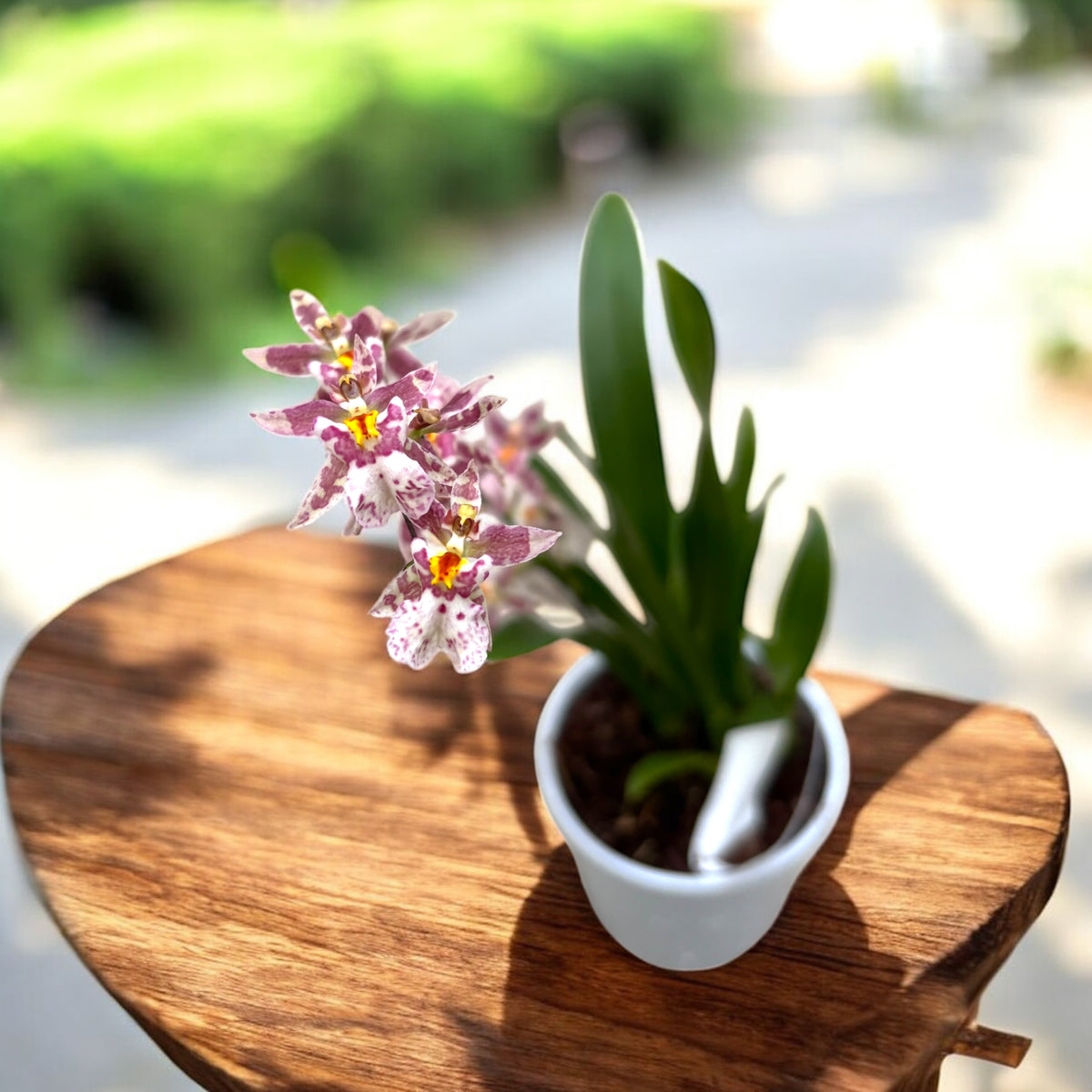 Oncidium (Cyrtocidium) Holm’s Wizard var. pink01 - flori intens parfumate