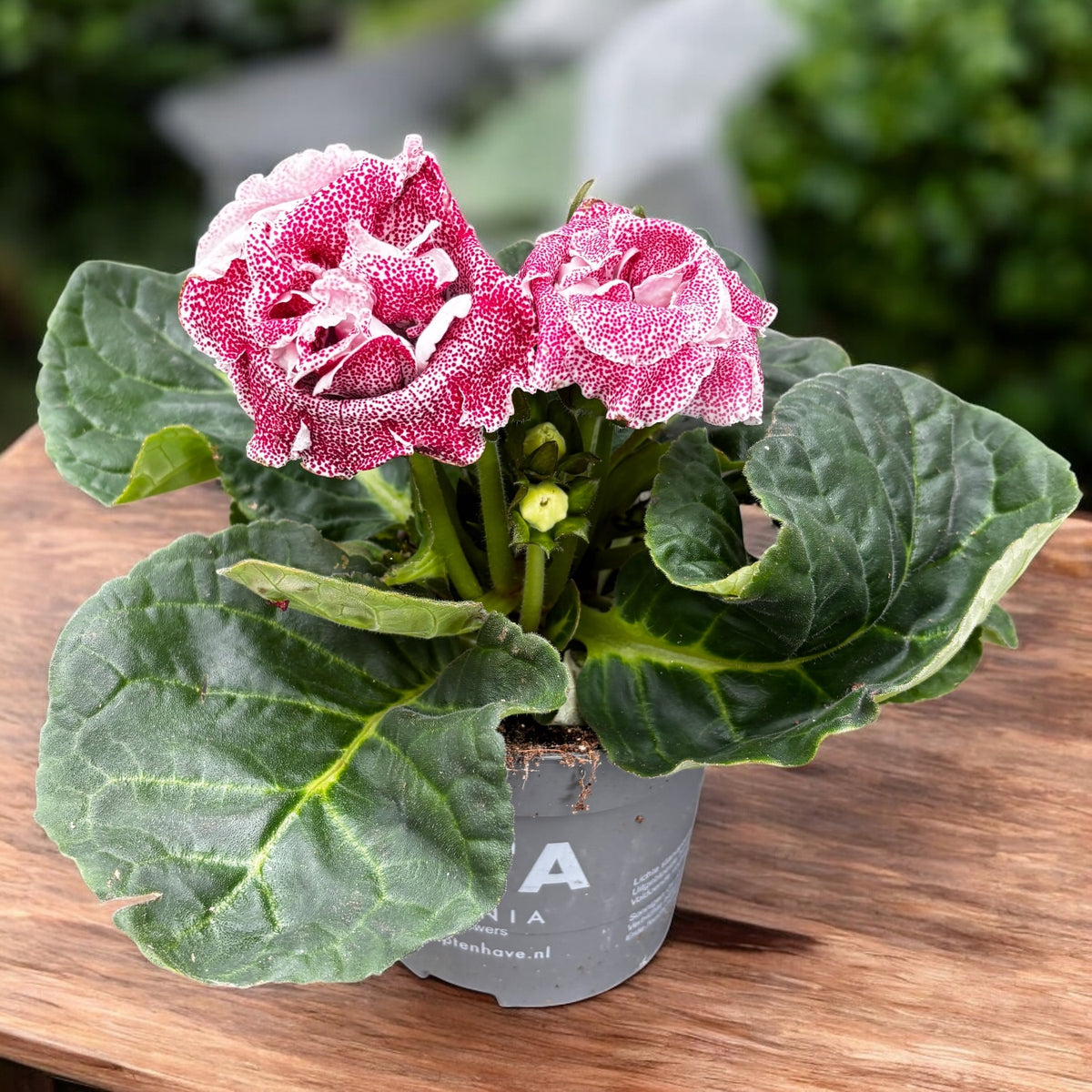 Gloxinia Spot Pink - samtige Blume mit puderrosa Blütenblättern