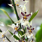 Oncidium (Cyrtocidium) Holm’s Wizard var. #11 - intensely fragrant