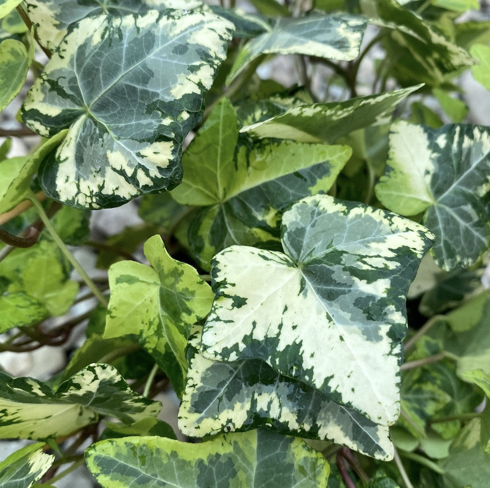 Variegated Ivy - Hedera helix ‘Golden Kolibri’ (XL specimens)