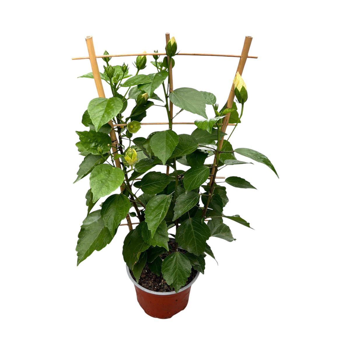 Hibiscus 'Adonicus Pearl'- exemplare XL 2-3pp