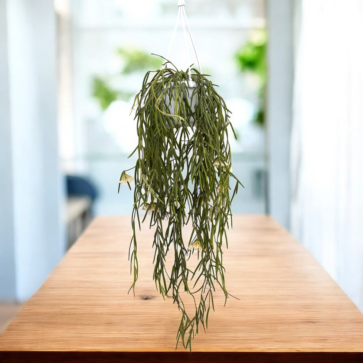 Hoya linearis - fiori profumati, esemplari grandi
