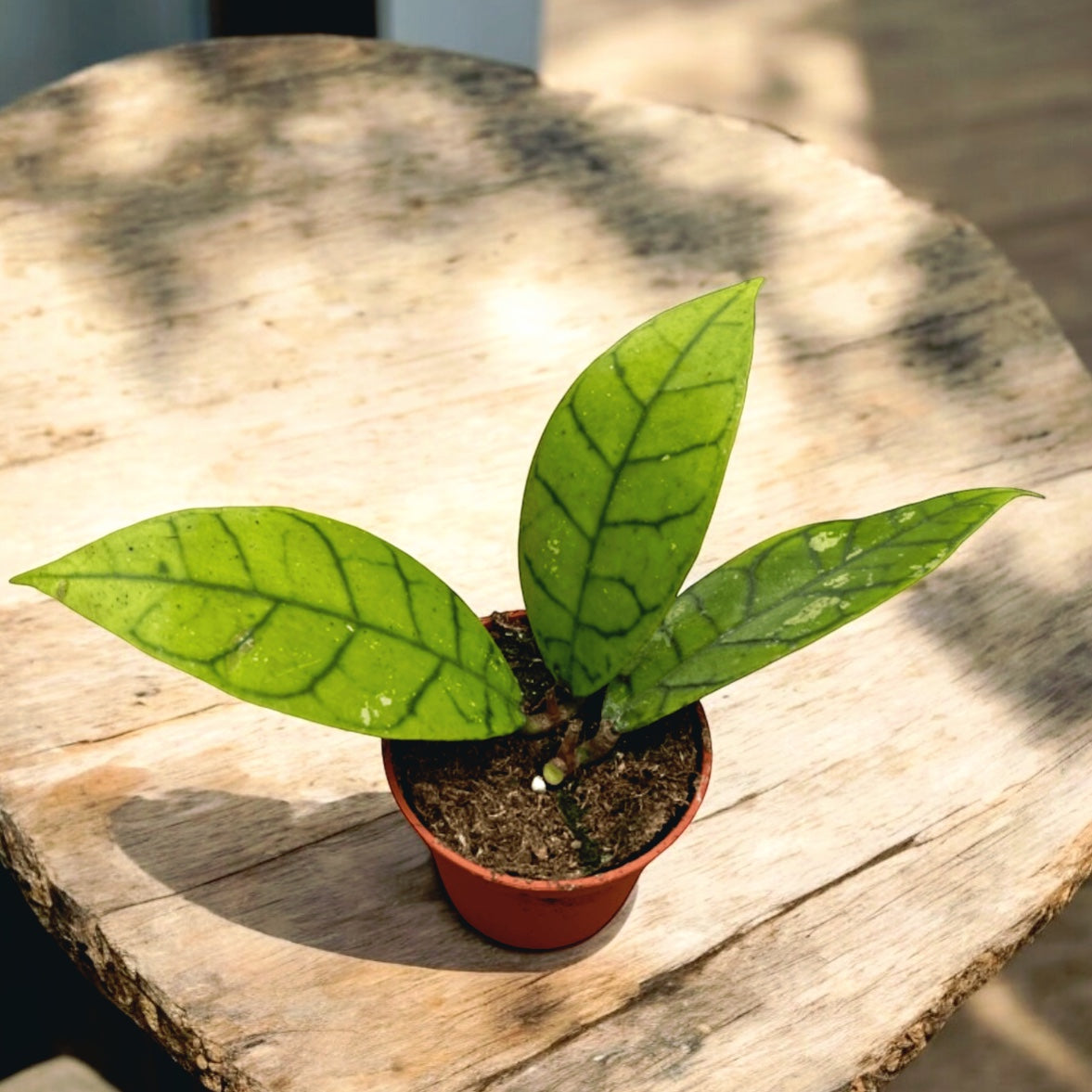 Hoya callistophylla D6