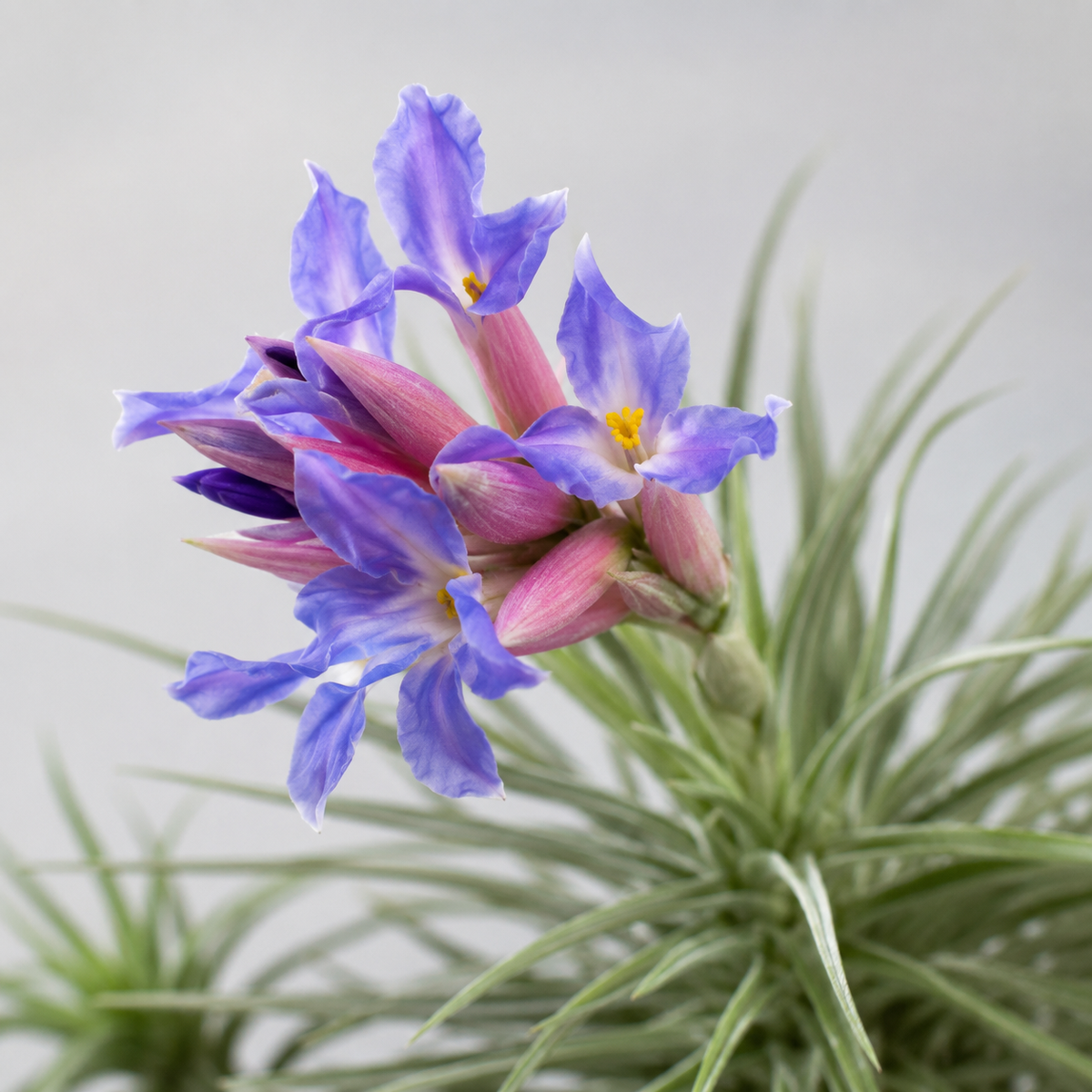 Tillandsia bergeri - air plant with blue flowers