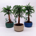 Bonsai Araucaria Cunninghamii in vas ceramic
