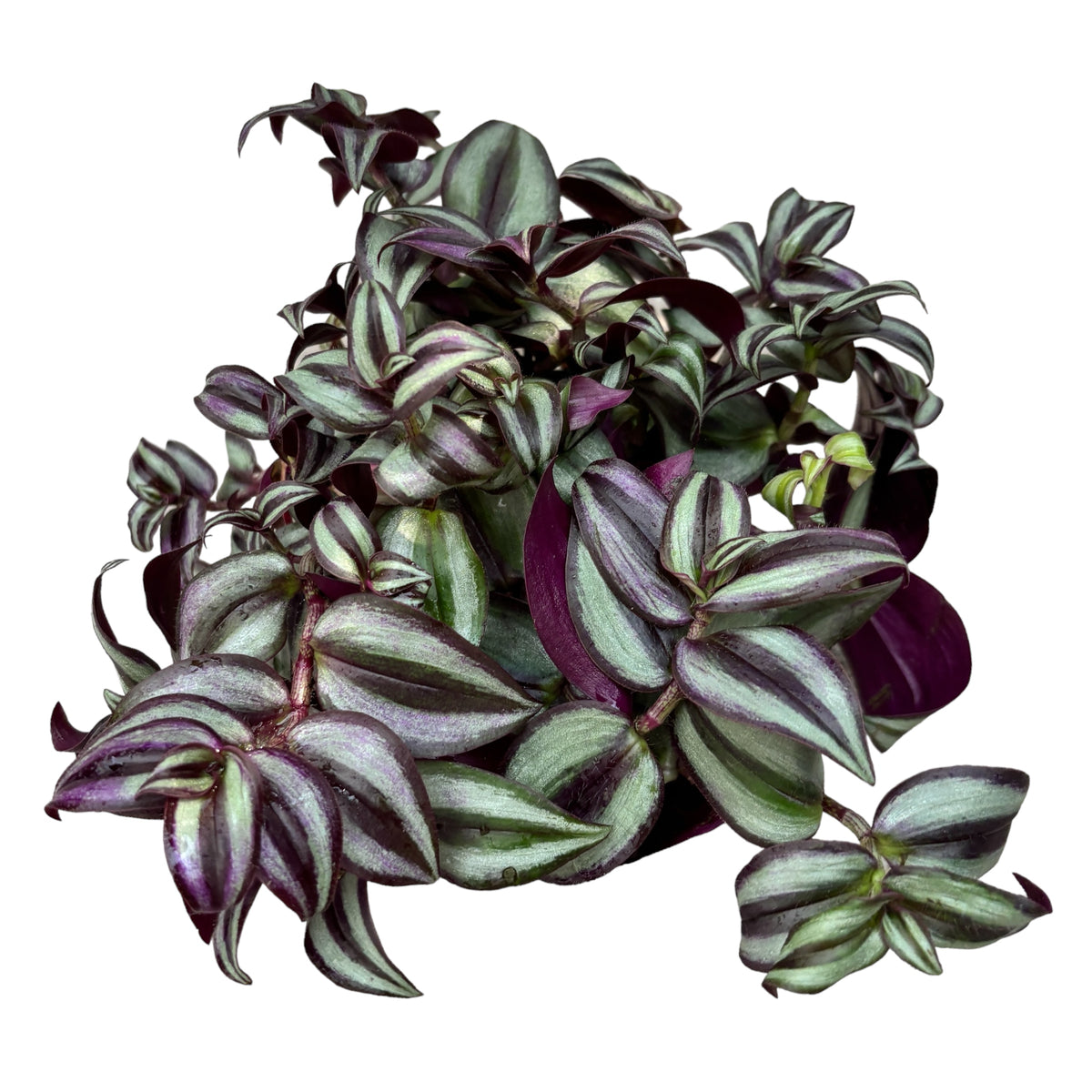 Tradescantia ‘Pink Joy’