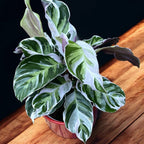 Calathea 'White Fusion' – premium decorative plant with white-green variegated foliage