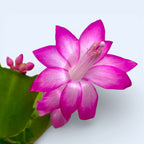 Schlumbergera ‘Purple Dancer’ (Craciunita) 2pp