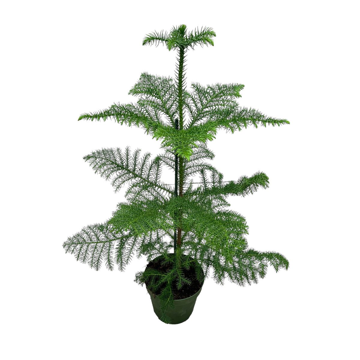 Araucaria heterophylla (Norfolk Island pine) H80