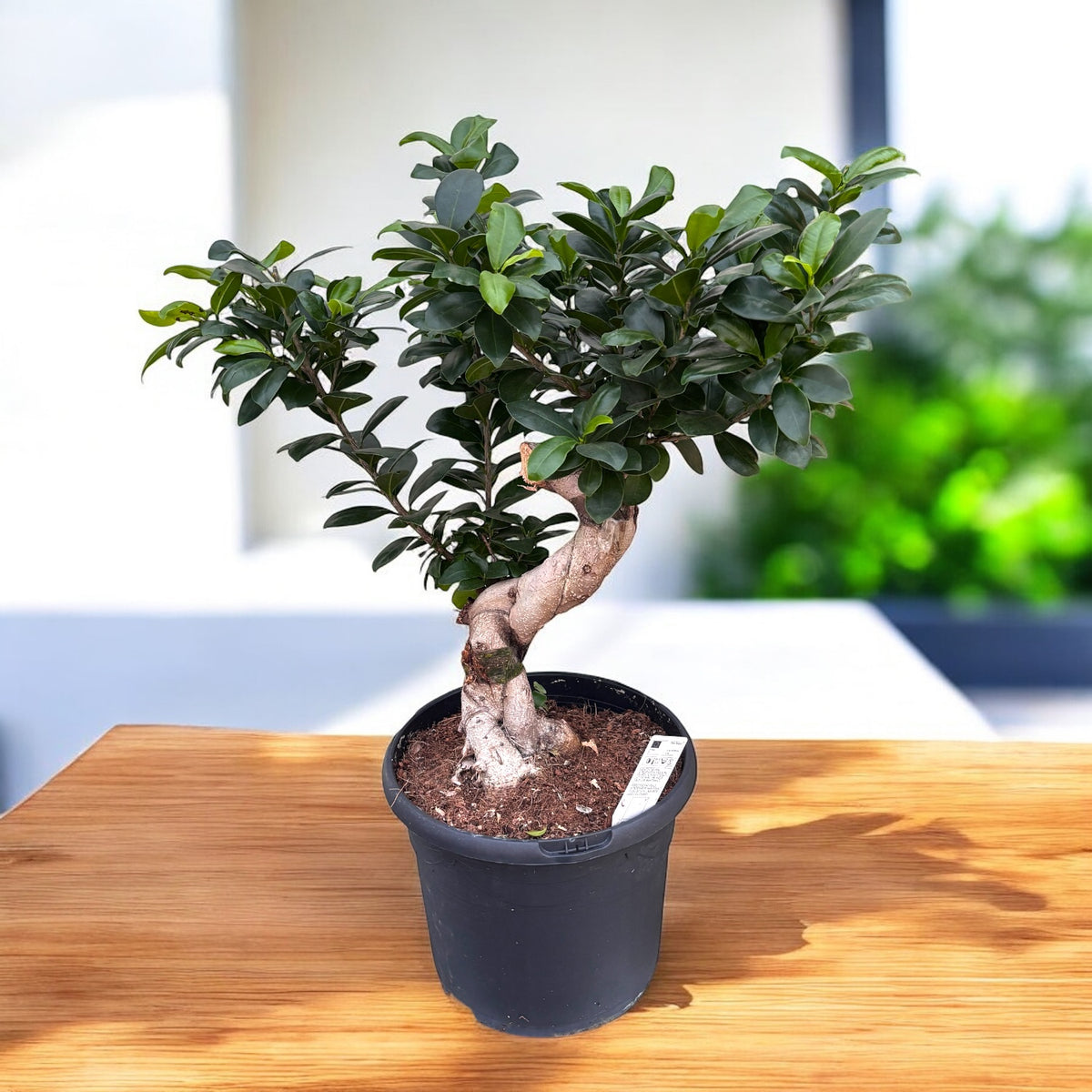 Bonsai Ficus ginseng (Ficus microcarpa) – S shape, sculptural trunk and glossy foliage