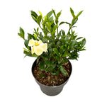 Gardenia Jasminoides 'Sweetheart' (rezista si in gradina)