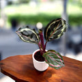 Calathea roseopicta ‘Illustrious’ – baby plant with spectacular foliage