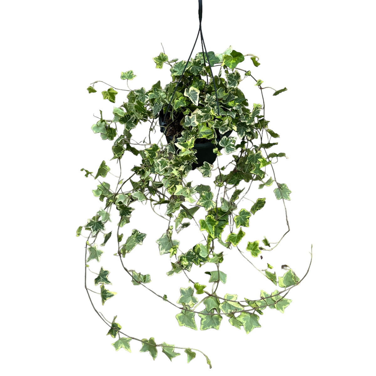 Variegated Ivy - Hedera helix ‘Golden Kolibri’ (XL specimens)