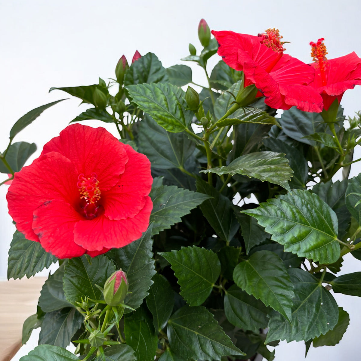 Hibiscus rosa-sinensis ‘Sunny Bordeaux’ - exemplare XL