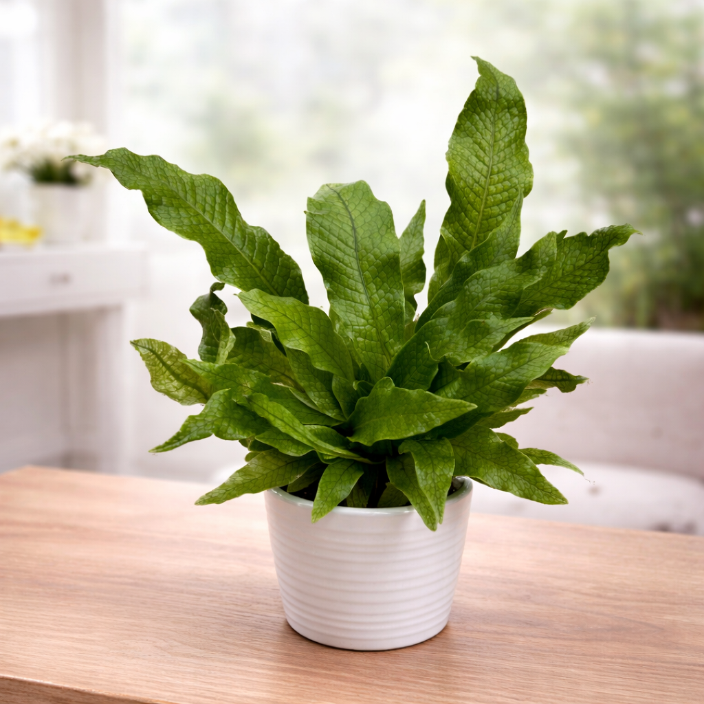 Microsorum musifolium ‘Crocodyllus’ – exotic fern with textured leaves