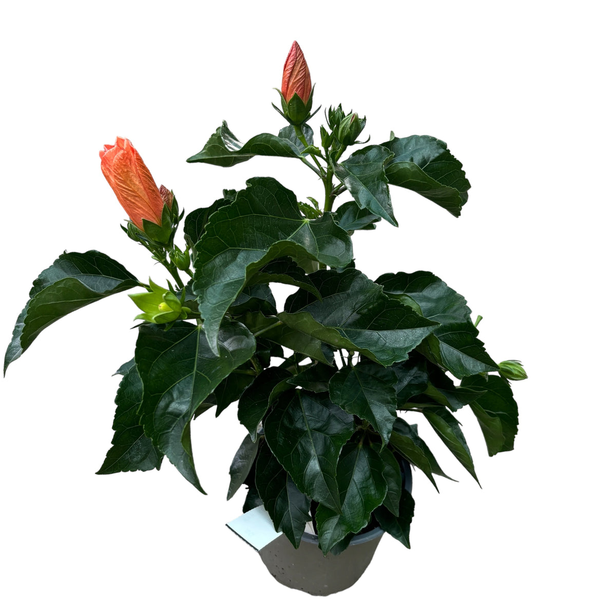 Hibiscus rosa-sinensis 'Sunny Torino' (trandafir japonez) - flori XL