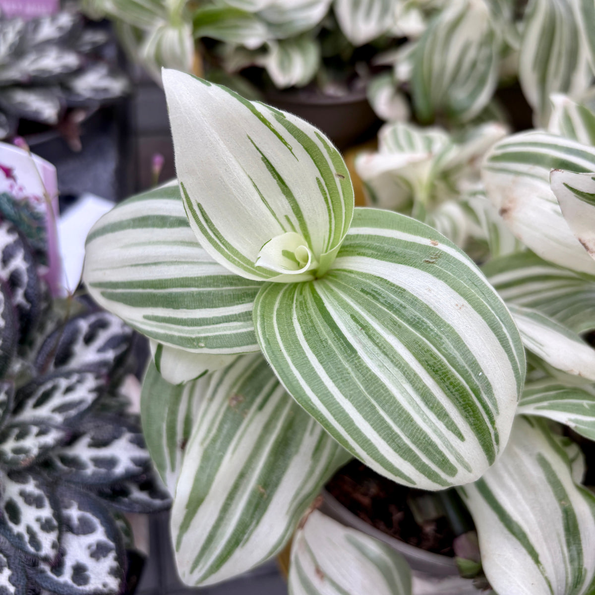 Tradescantia 'Brightness' - planta curgatoare cu frunze variegate