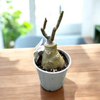 Adenium obesum 'Golden Bambi' (variegated)