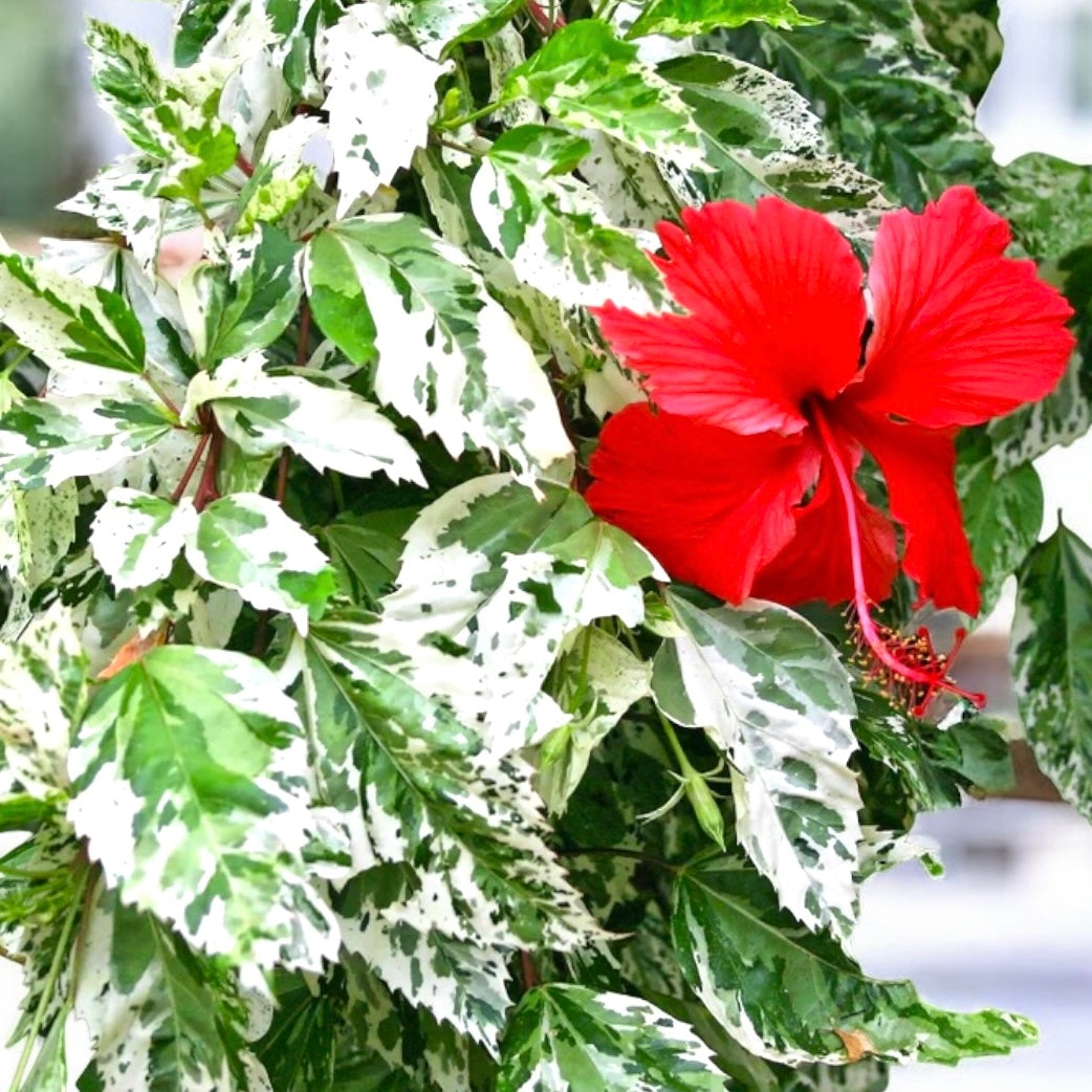 Hibiscus variegat rosa-sinensis var. cooperi 'Snowflake', 'Snow Queen'