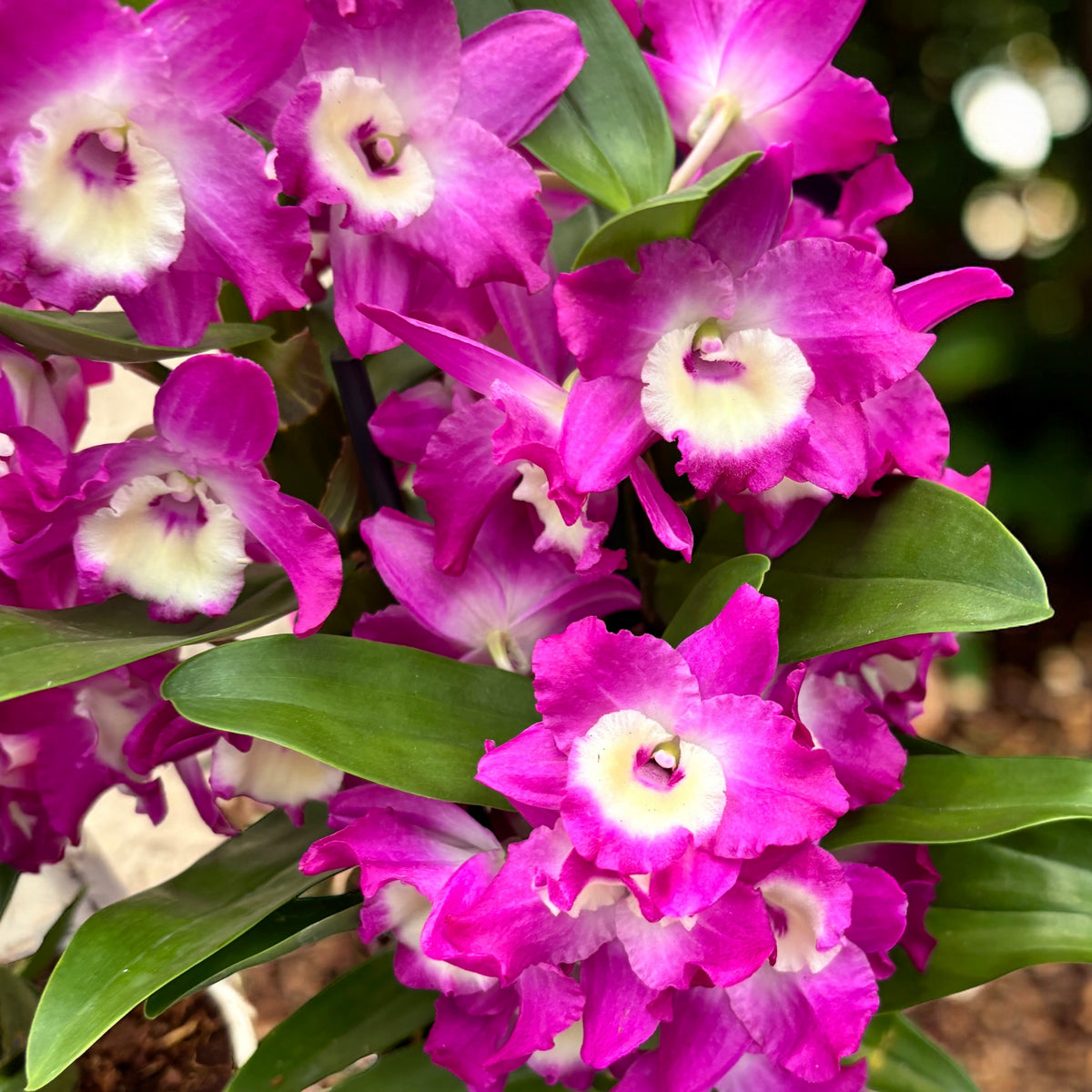 Dendrobium Wonderful Romance (Purple Rain) - parfumat