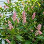 Clethra alnifolia ‘Ruby Spice’ - arbust parfumat cu flori roz-intens