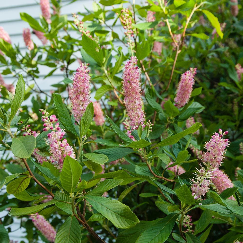 Clethra alnifolia ‘Ruby Spice’ - arbust parfumat cu flori roz-intens