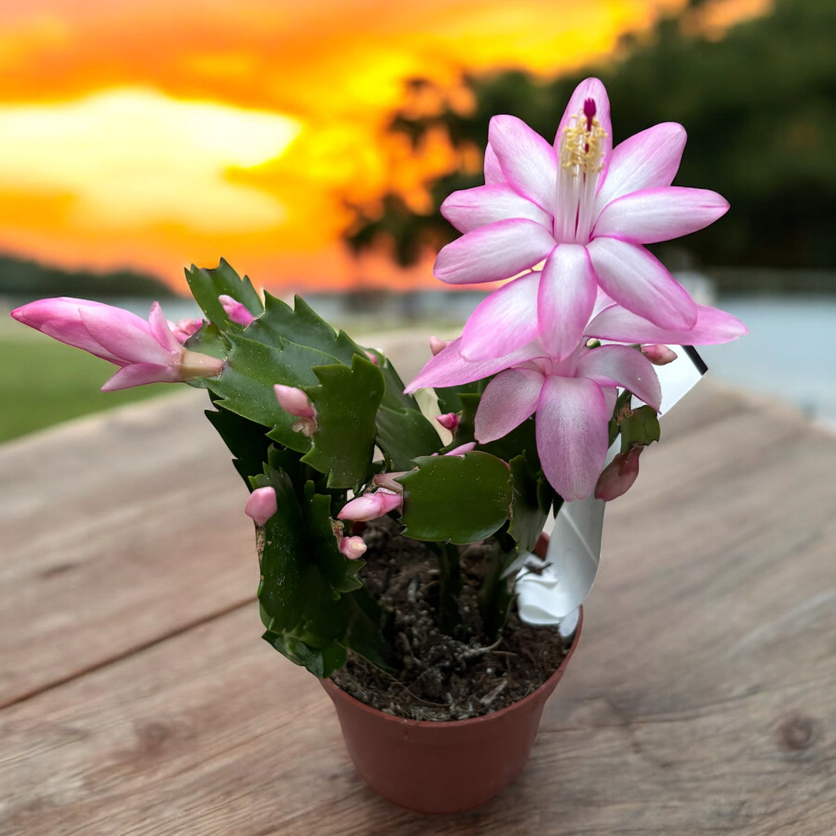 Schlumbergera ‘Pandora’ (pink Christmas cactus) 2pp