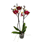 Phalaenopsis Anthura Rombley
