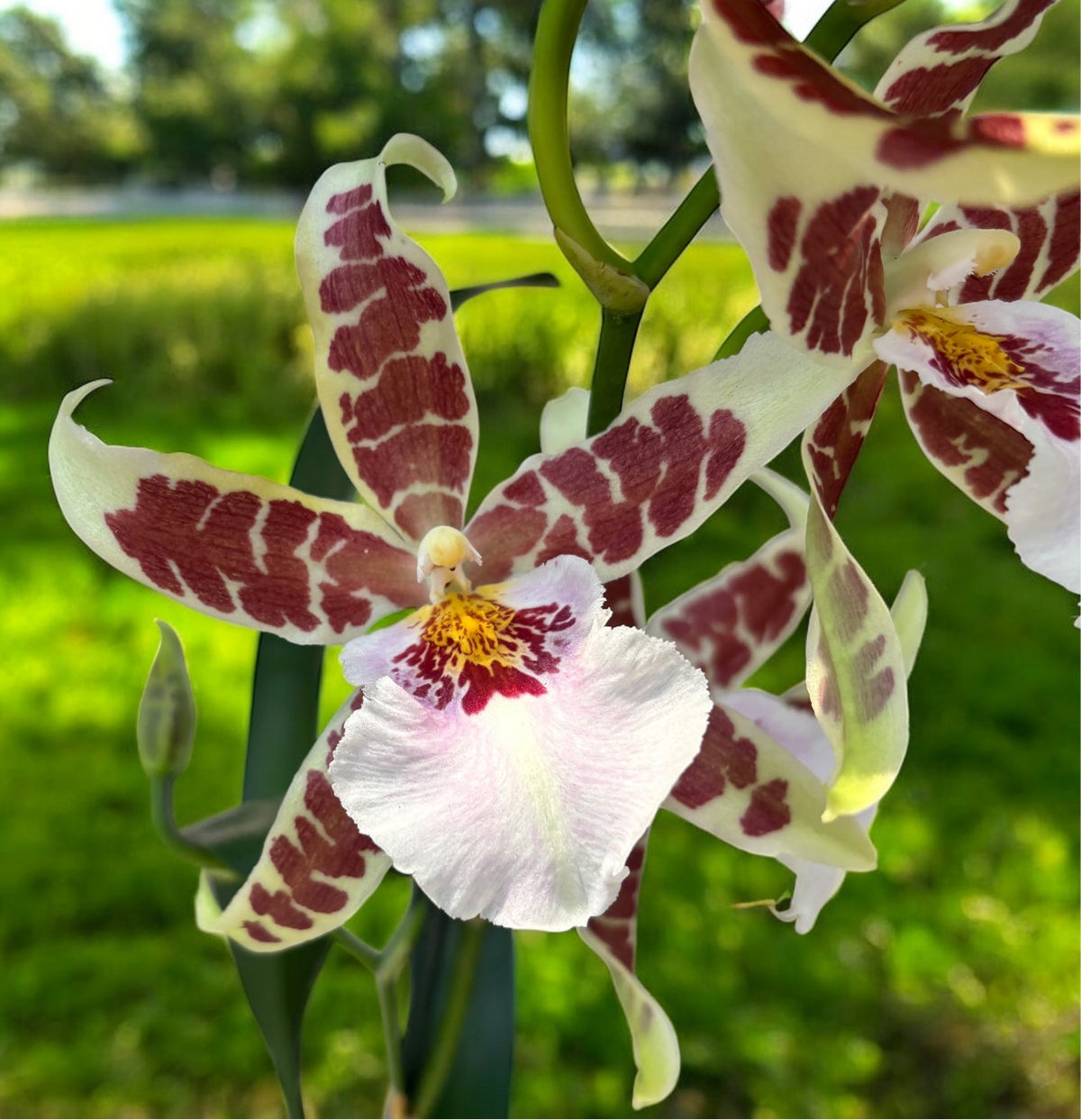 Aliceara Renaissance 'White' - fragrant