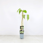 Selbstbefruchtende Kiwi - Actinidia deliciosa 'Solissimo'® - frostresistent
