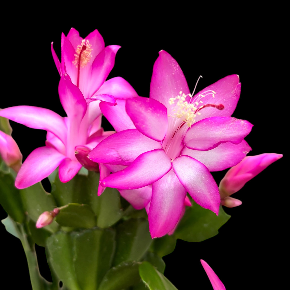 Schlumbergera 'Carollyne' XL - Pink Christmas Cactus