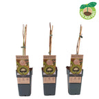 Kiwi - Actinidia deliciosa 'Jenny' D15 - frost resistant and self-fertile