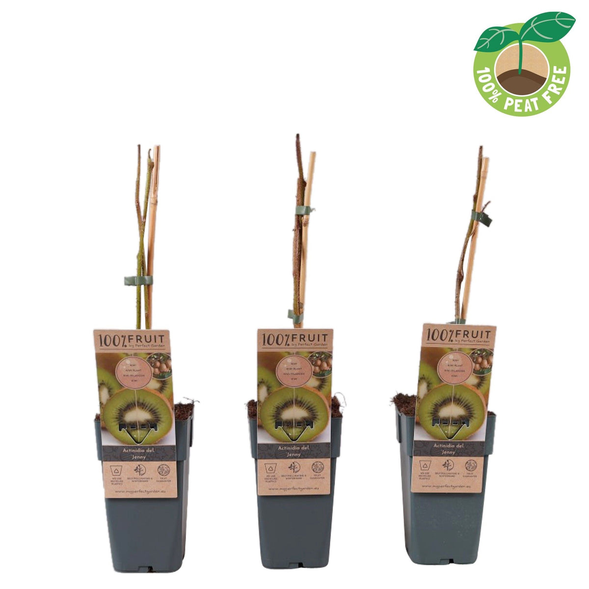 Kiwi - Actinidia deliciosa 'Jenny' D15 - frost resistant and self-fertile