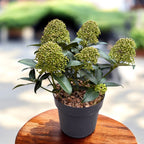 Japanese Lilac - Skimmia japonica 'Fragrant Cloud' - fragrant flowers