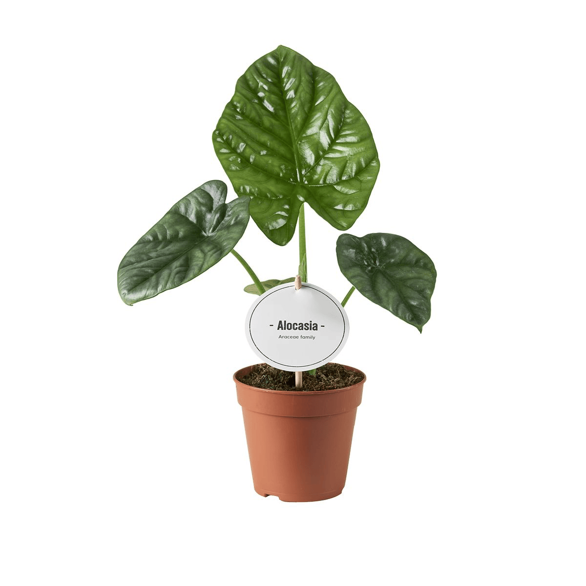 Alocasia 'Lukiwan' - groen-metalen bladeren met spectaculaire nerven