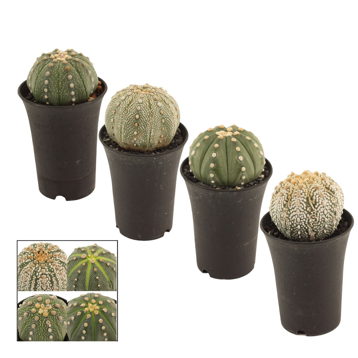 Astrophytum asterias (Srebrni dolar kaktus) - kolekcionarska sorta