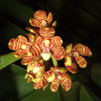 Acampe praemorsa