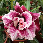 Adenium obesum 'Golden Years'