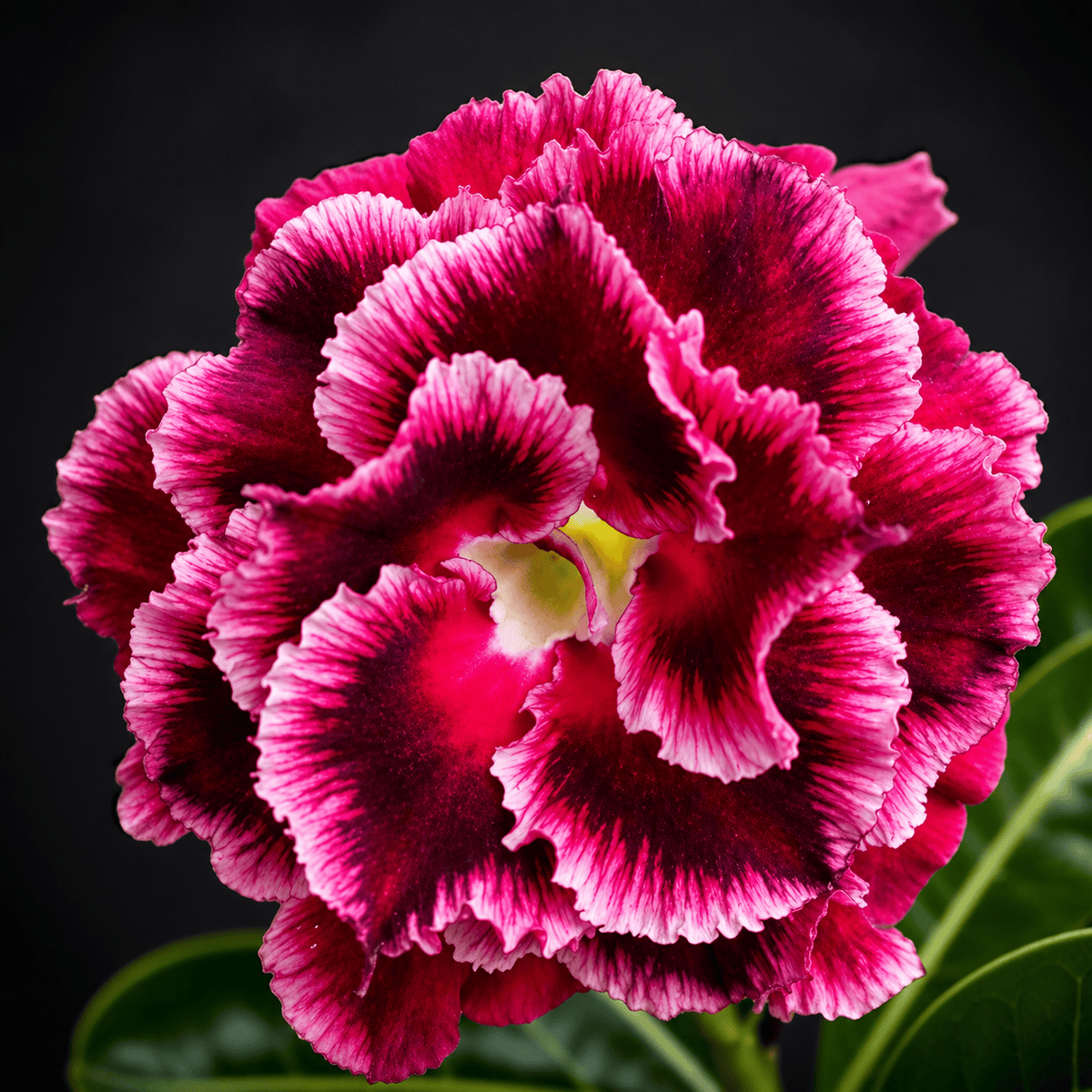 Adenium obesum 'Blue Phoenix'