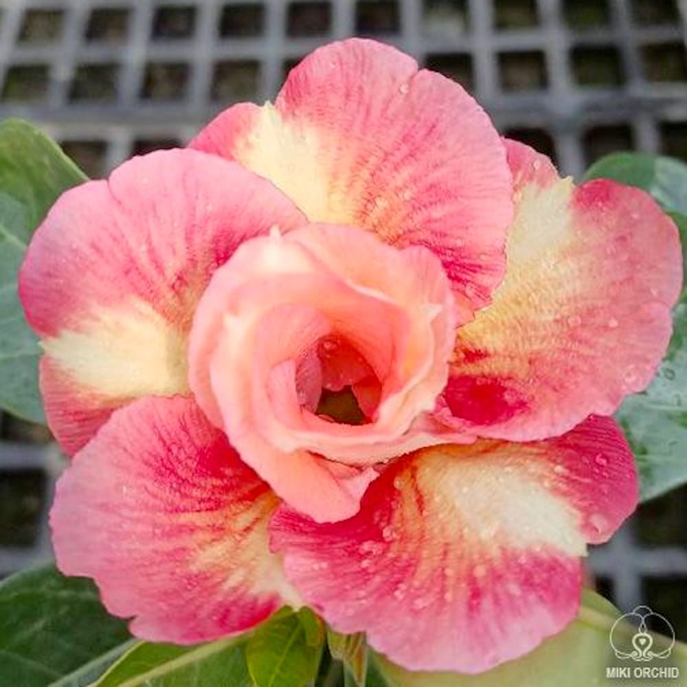 Adenium obesum 'Cupid'