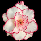 Adenium obesum 'Desert Fairy'