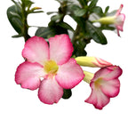 Adenium obesum 'Pink Star' (desert rose)