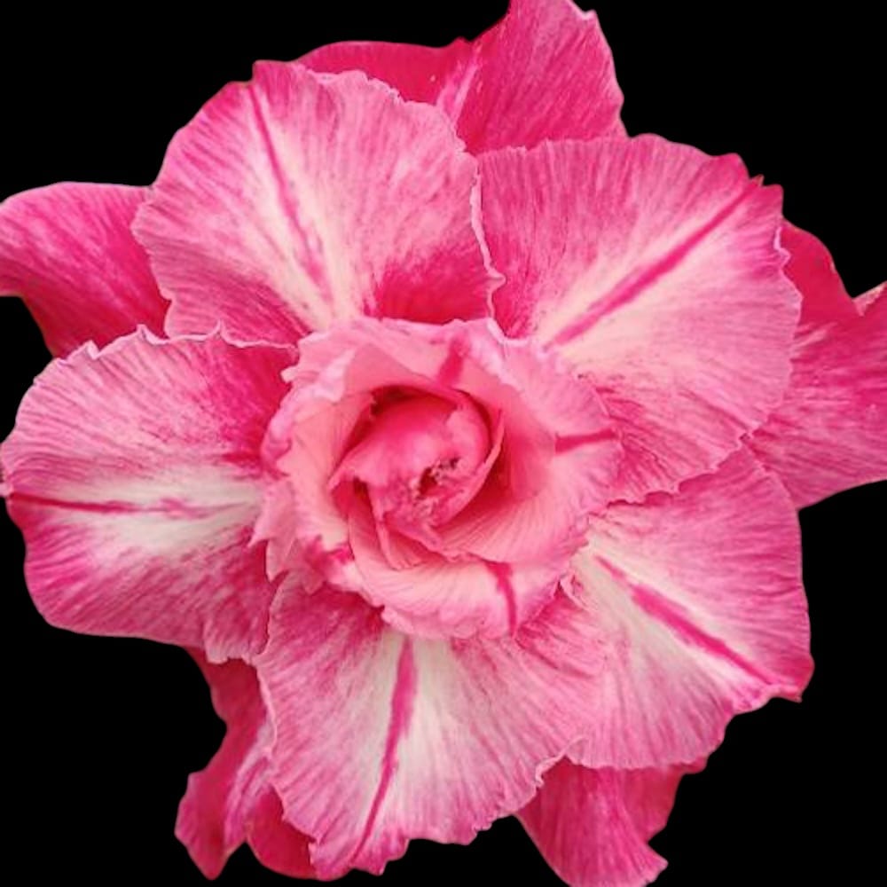 Adenium obesum 'Rose Queen'