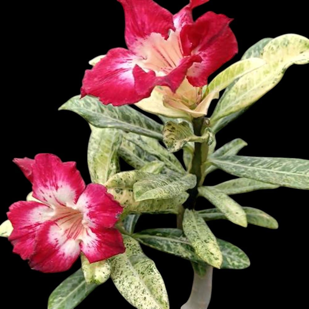 Adenium obesum 'Spot Lilium' (variegated)