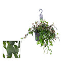 Aeschynanthus marmoratus XL - planta ruj cu frunzis marmorat