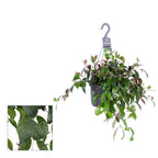Aeschynanthus marmoratus XL - planta ruj cu frunzis marmorat