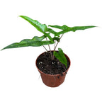 Alocasia sp. Sabrina